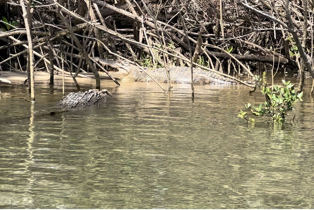 Solar Whisper Wildlife and Crocodile Cruises on the Daintree river-Daintree必去景点