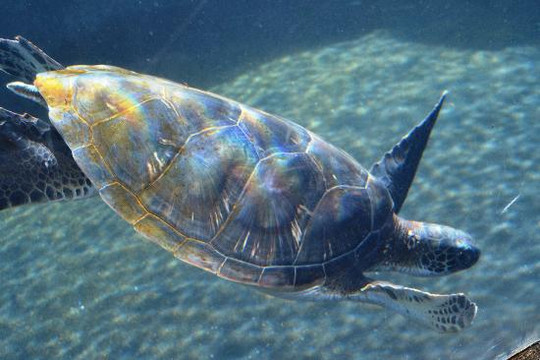 Hawai'i Ocean Rafting-拉海纳必去景点