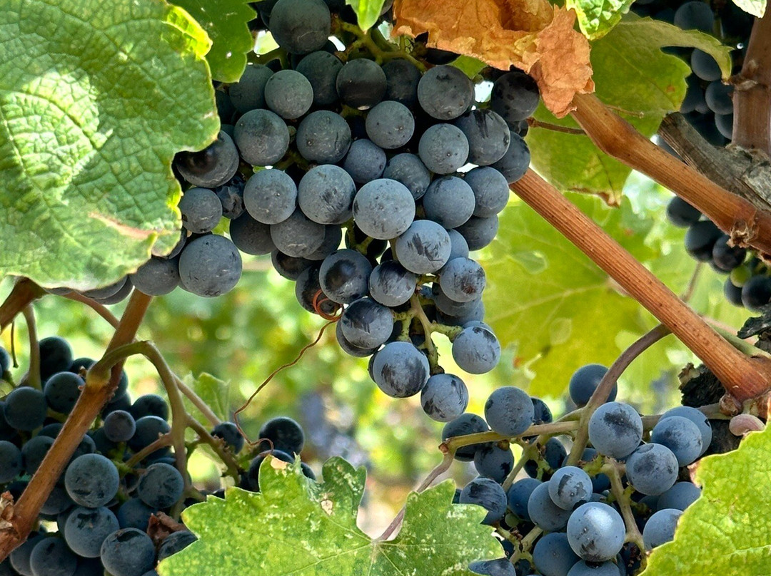 B.r. Cohn Winery景点图片