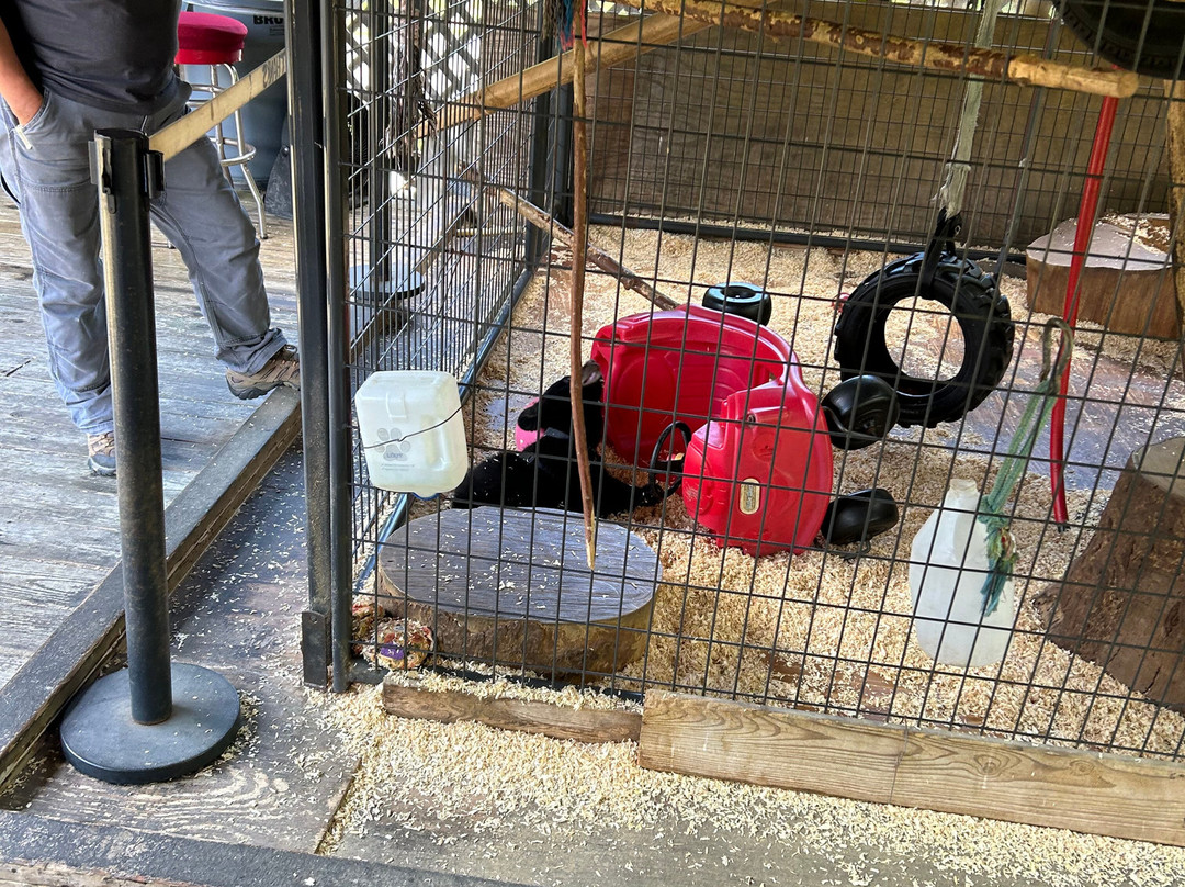 Cherokee Bear Zoo and Exotic Animals景点图片