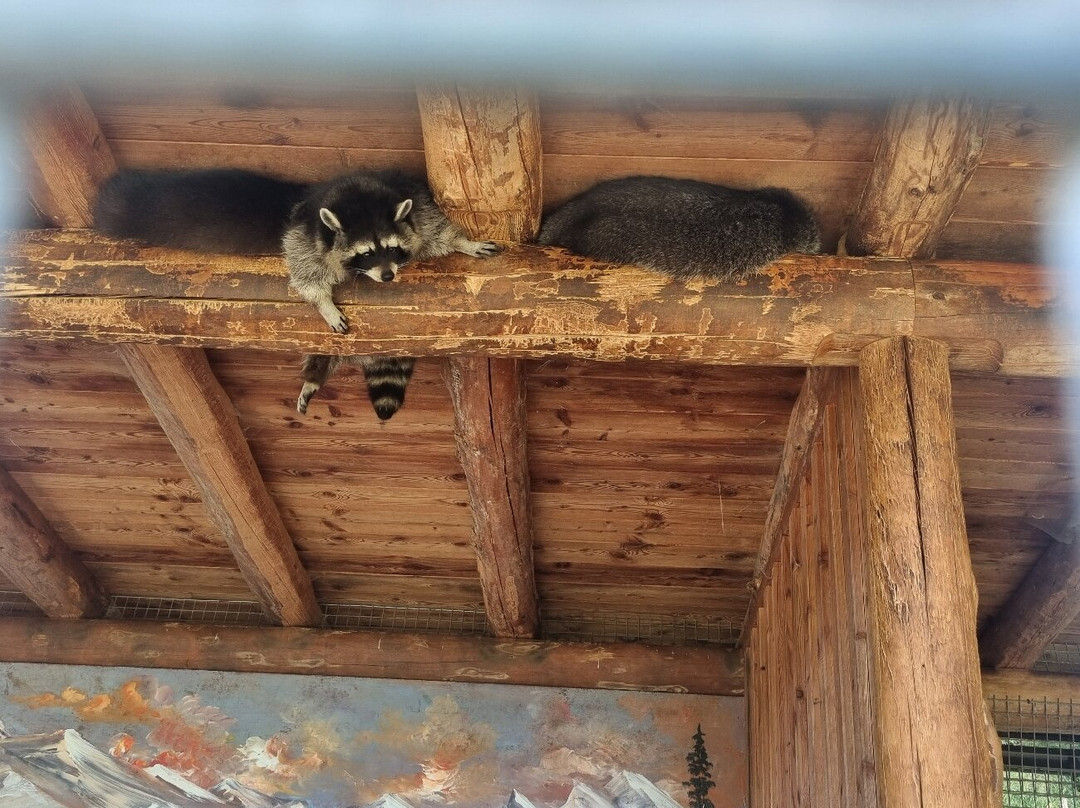 Alpen Wildpark-Feld am See必去景点