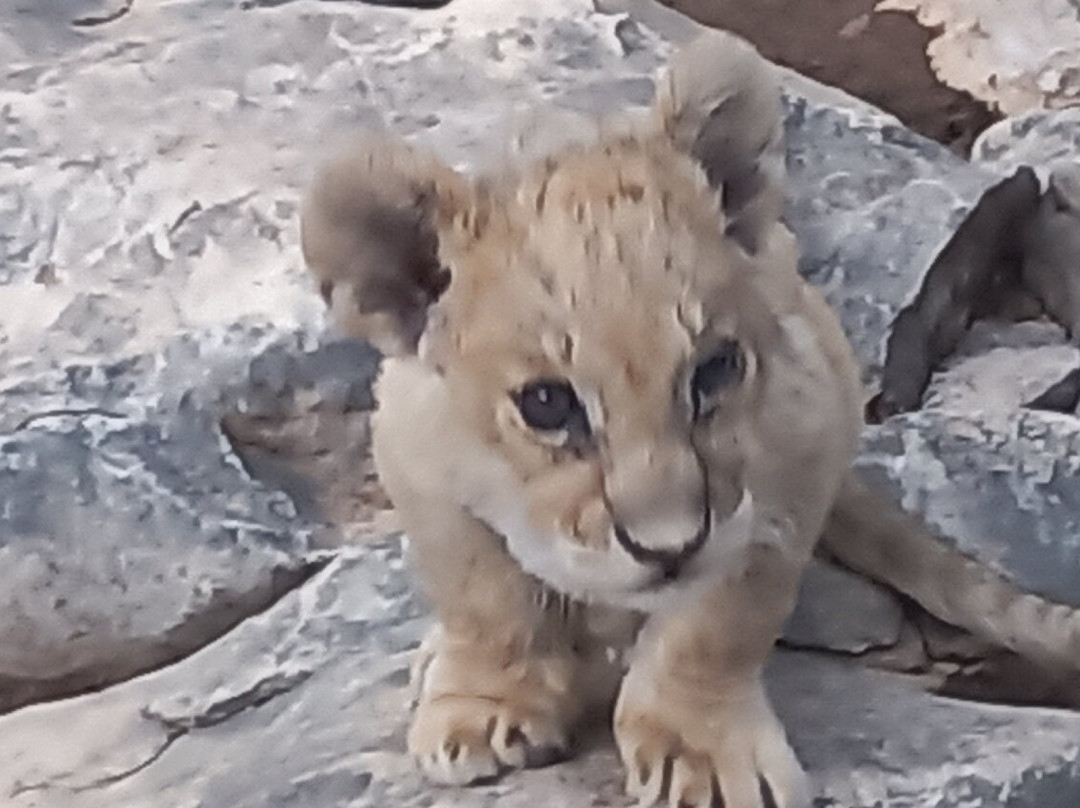 Safari Aitana景点图片