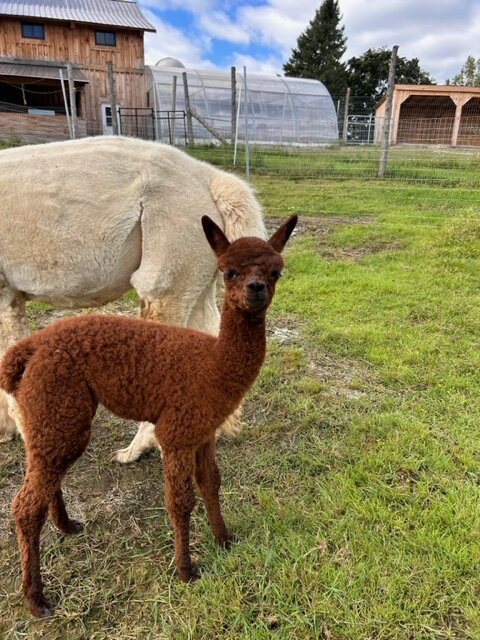 Little Foot Alpacas-Spencerville必去景点