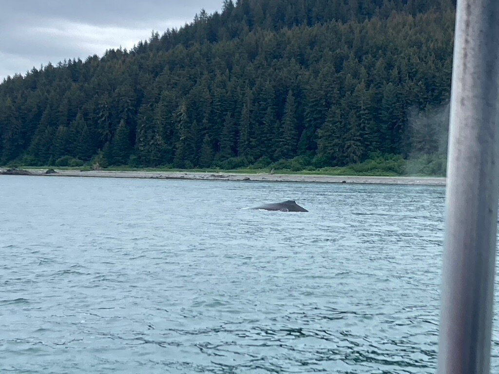Cross Sound Express Whale Watching-古斯塔夫斯必去景点