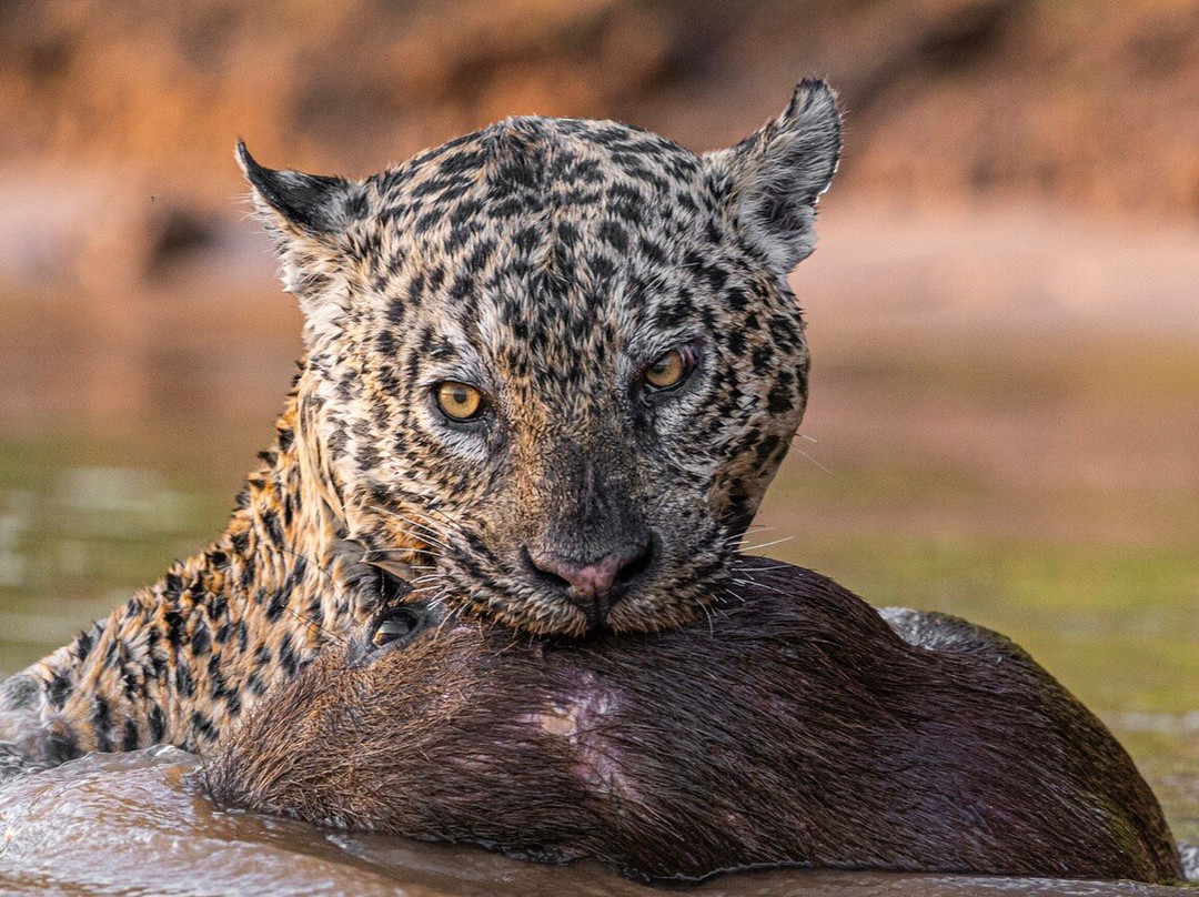 Wild Jaguar Safaris景点图片