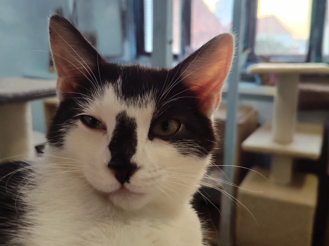 Cat Museum-明斯克必去景点