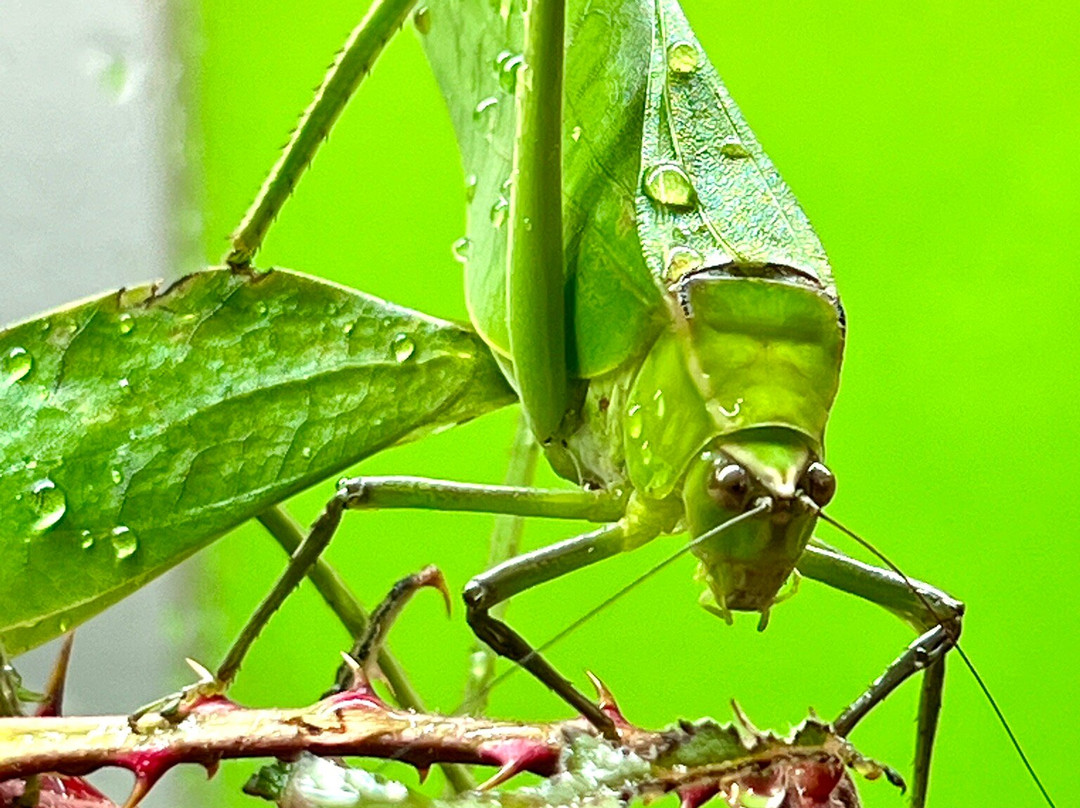 Victoria Bug Zoo景点图片