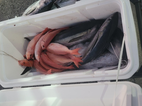 Williams Party Boats-盖维斯顿必去景点