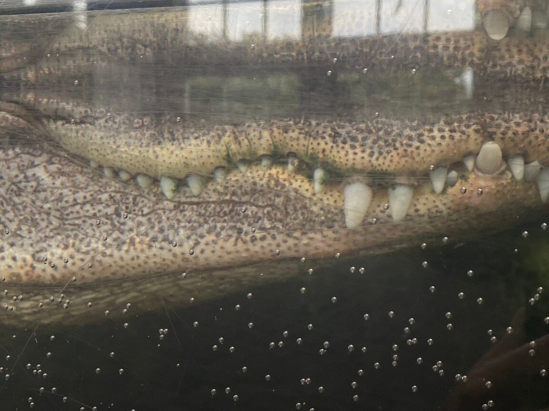 North Carolina Aquarium at Fort Fisher景点图片