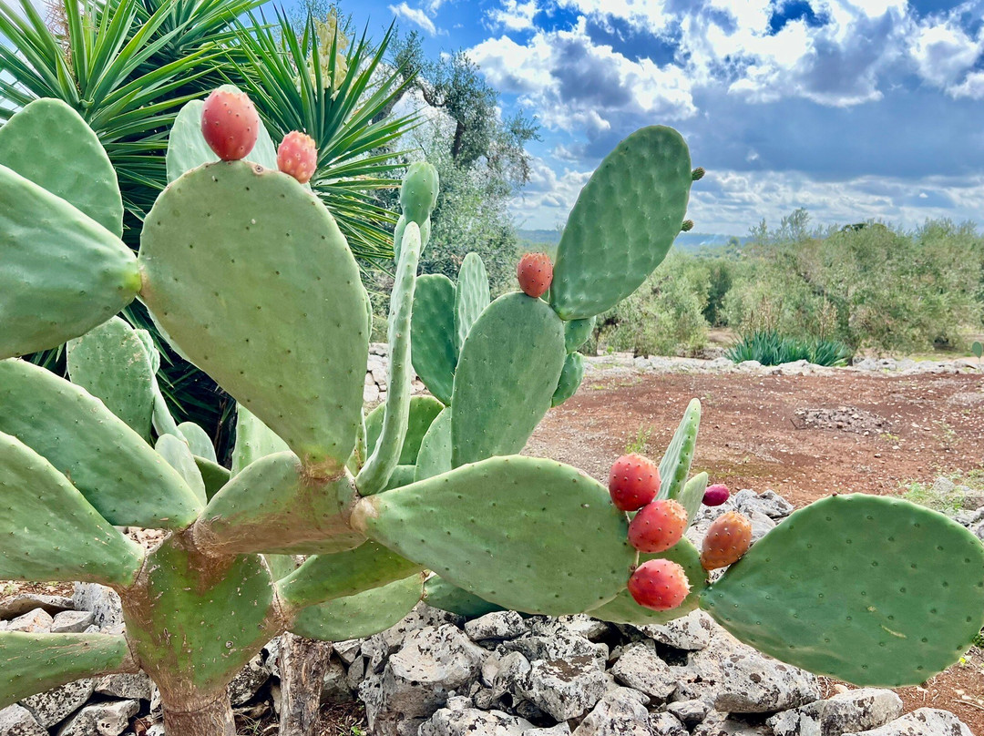 Masseria Palombara Grande主图