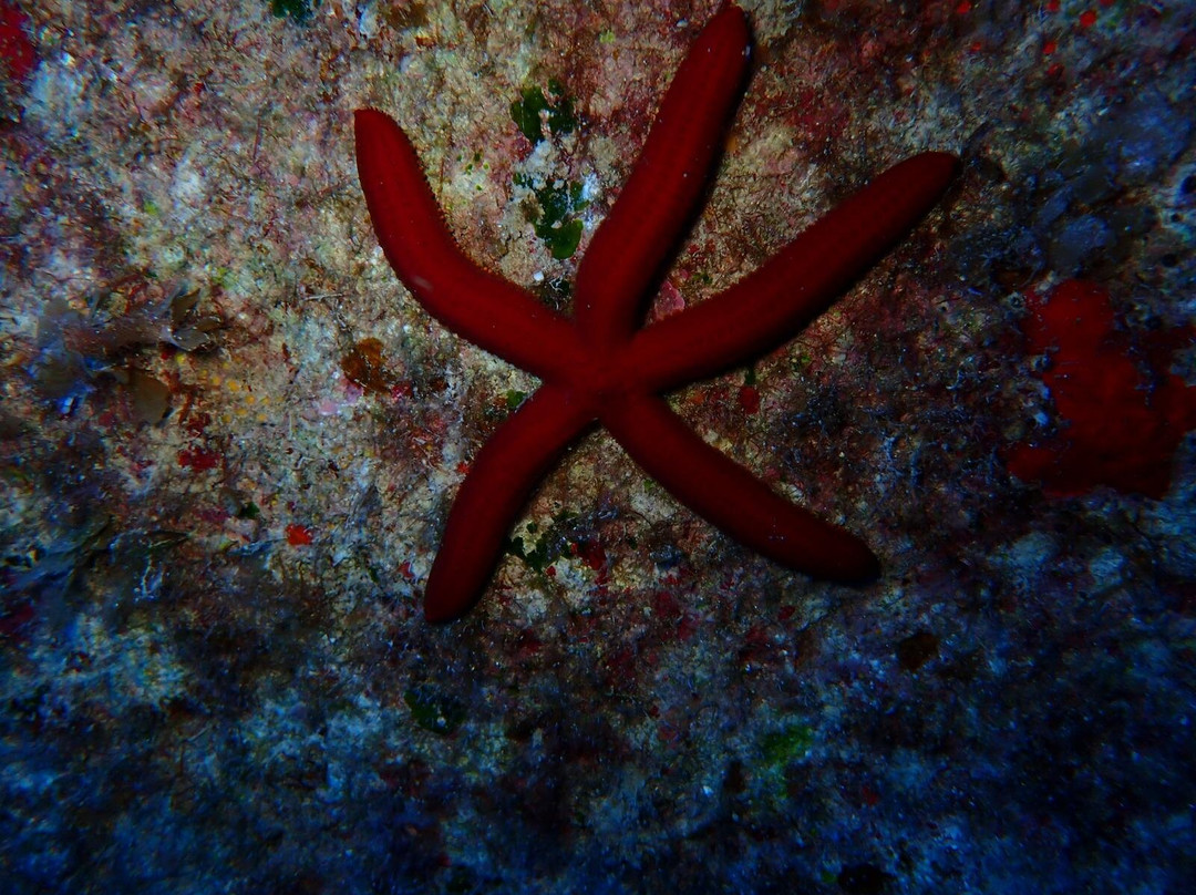 Dwejra Divers-圣劳伦斯必去景点