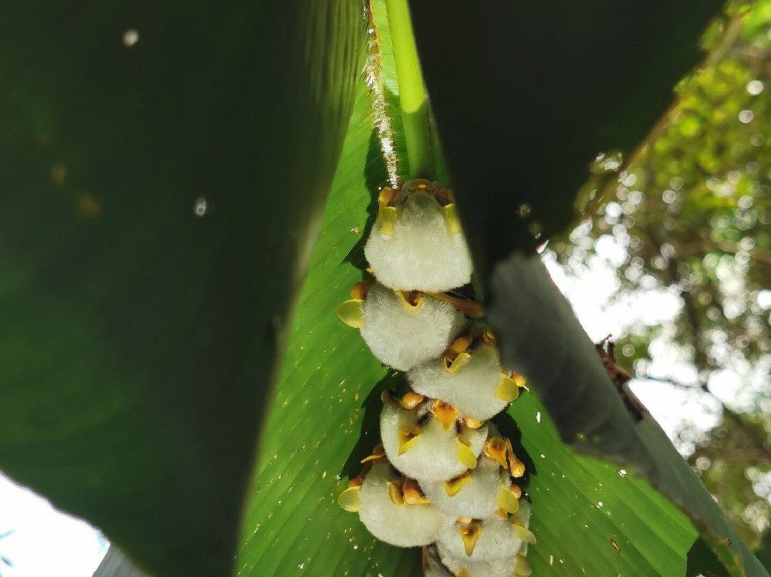 Frogs Heaven景点图片