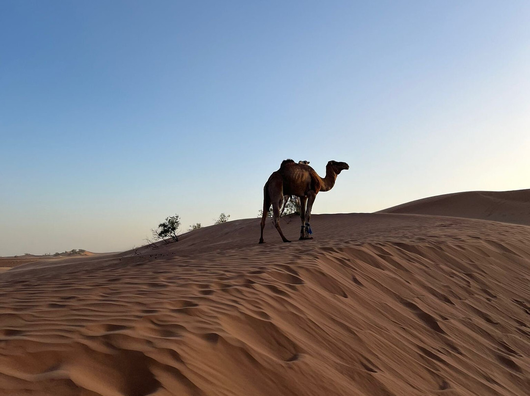 Le Chant des Dunes主图