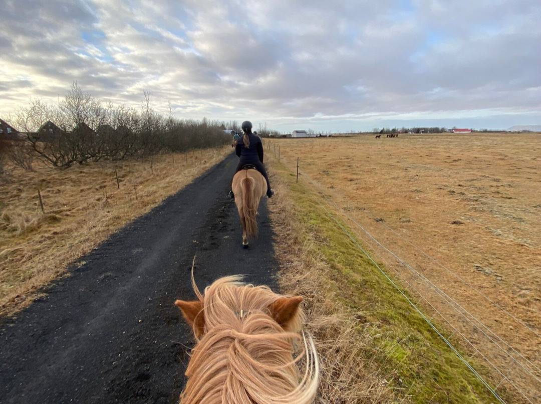 Íslandshestar-塞尔福斯必去景点