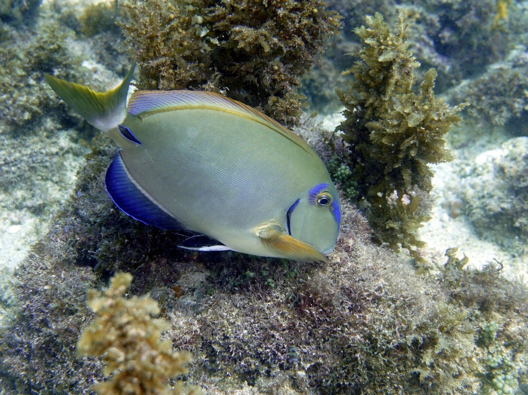 Tatauga Dive-维涅杜必去景点