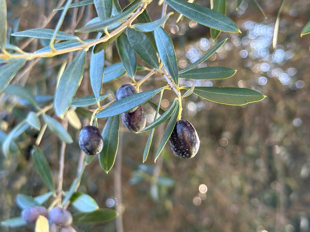 Rome Olive Tour & Cooking Class Combination Day Trip景点图片