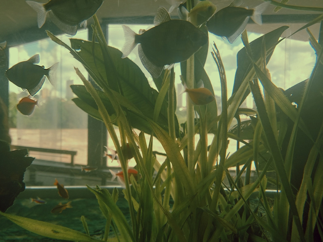 Aquario Municipal de Piracicaba-皮拉西卡巴必去景点