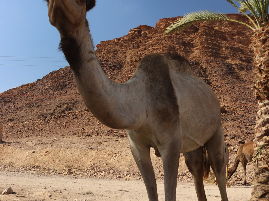 Wadi Rum Visitor Center景点图片
