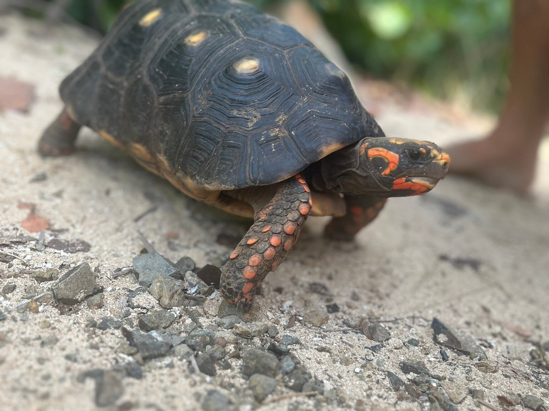Discover Paradise SXM-Pinel Island必去景点
