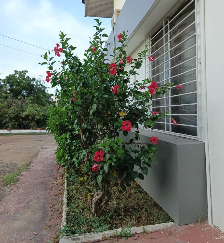 Kokodo Guest House主图