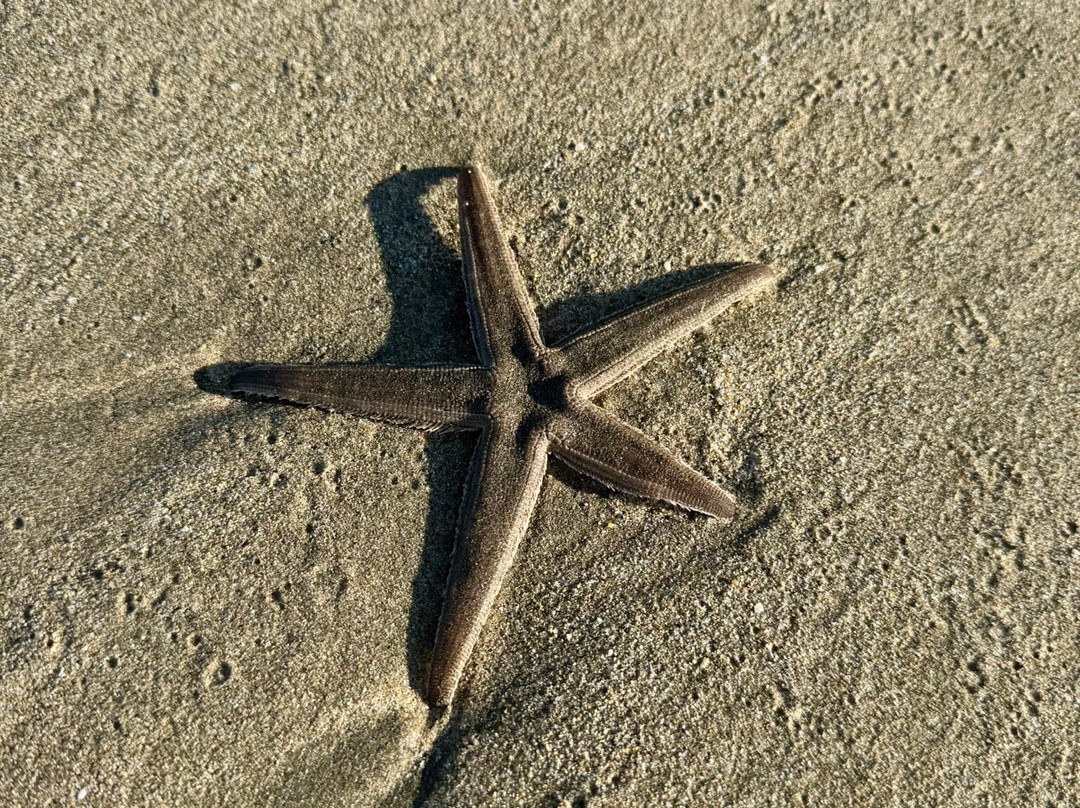 Nuevo Nayarit Beach-新瓦雅塔必去景点