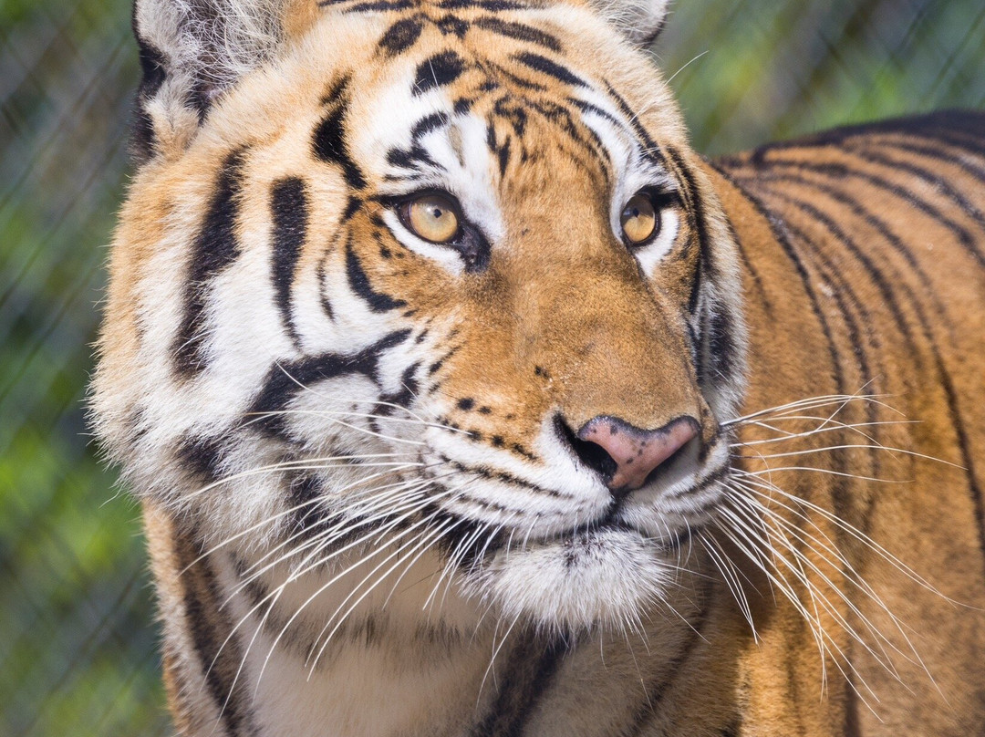 Octagon Wildlife Sanctuary-蓬塔戈尔达必去景点