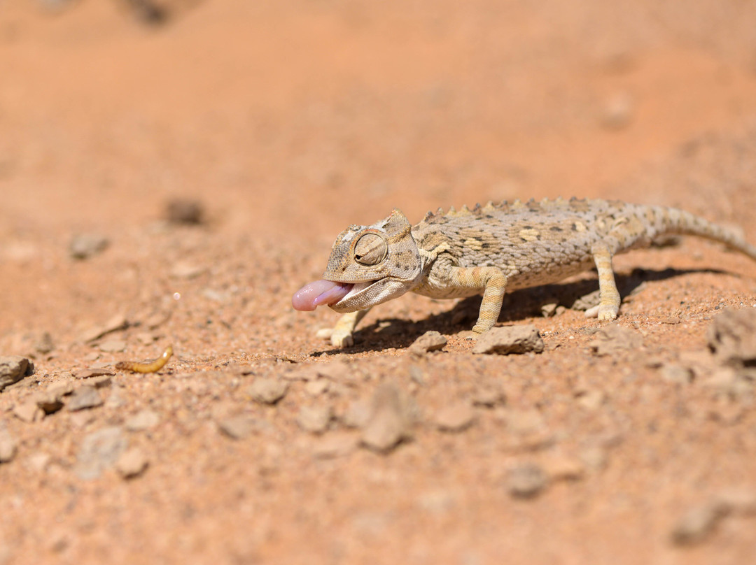 Living Desert Adventures Discover the Little 5景点图片