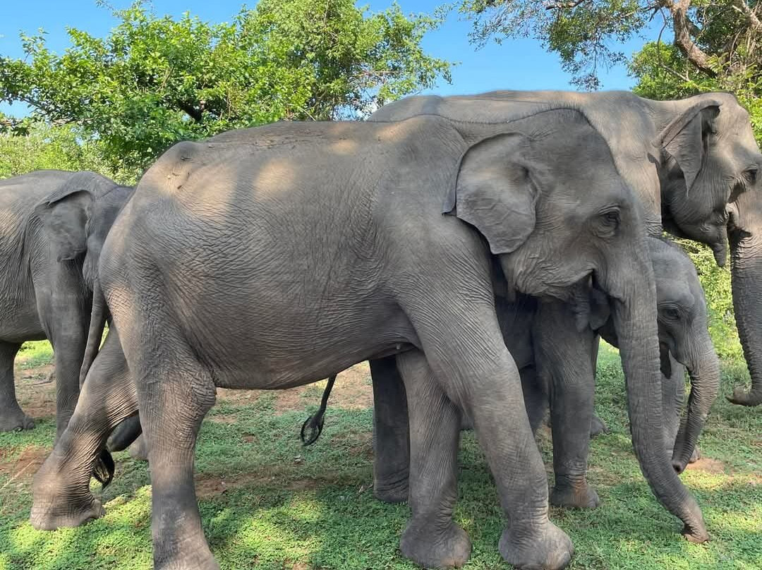 Dinuka Safari-蒂瑟默哈拉默必去景点