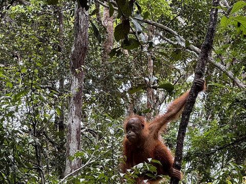 Asia Horizon-Pangkalan Bun必去景点