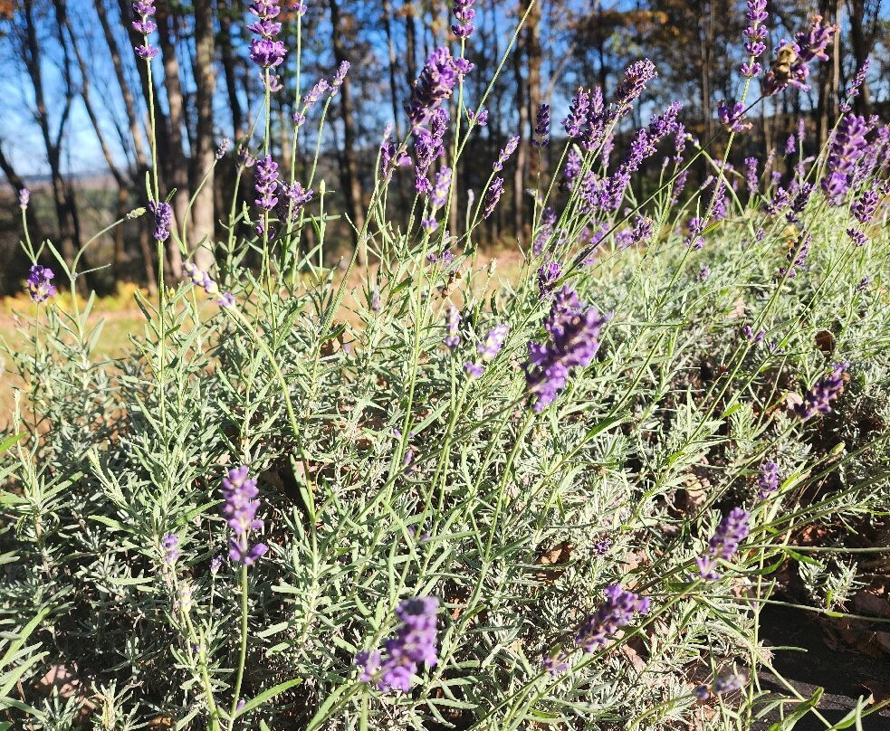 Hickory Run Lavender Farm景点图片