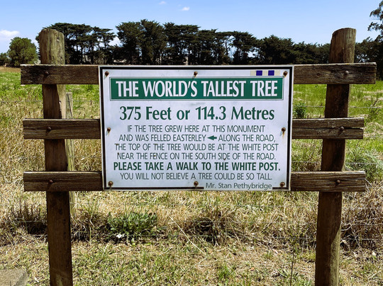 Site Of The World's Tallest Tree