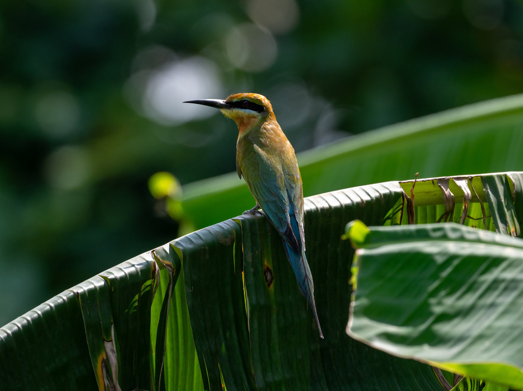 Sri Lanka Tours By Wildscape-Dunagaha必去景点