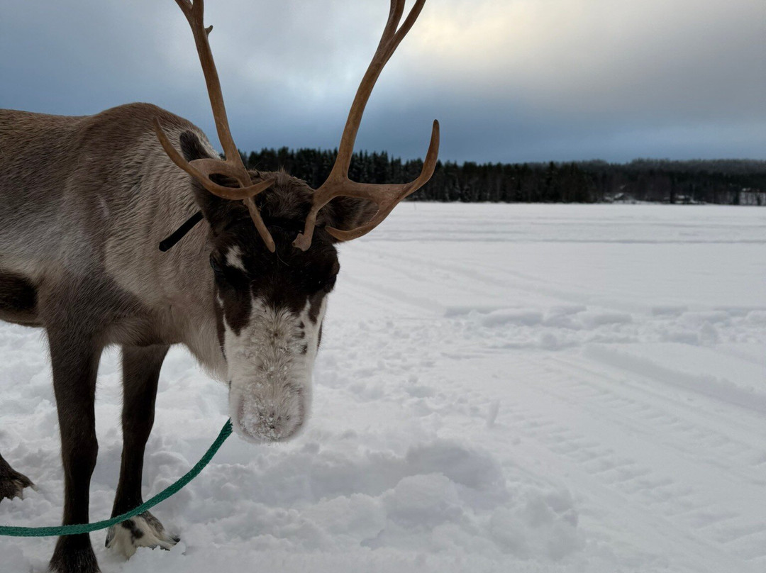 Local Lifestyle Rovaniemi-罗瓦涅米必去景点