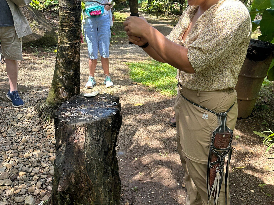 Tree Chocolate Tour景点图片