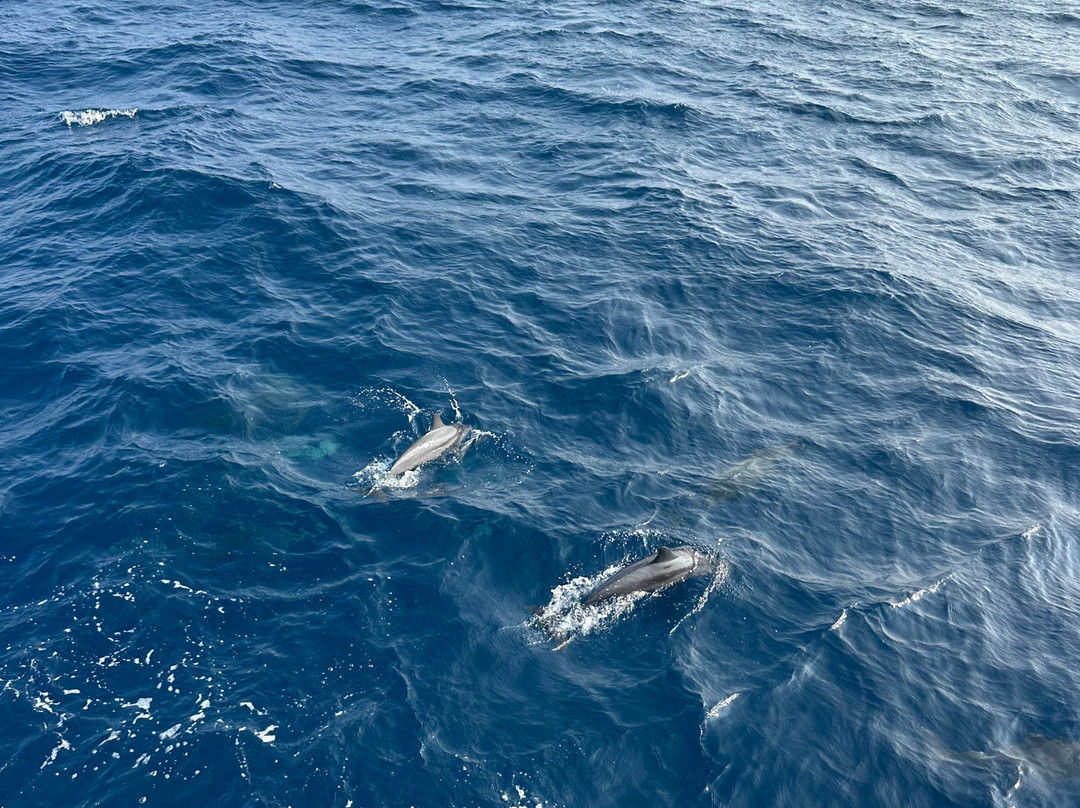 Whale Watching Mirissa with Geeth-美蕊沙必去景点