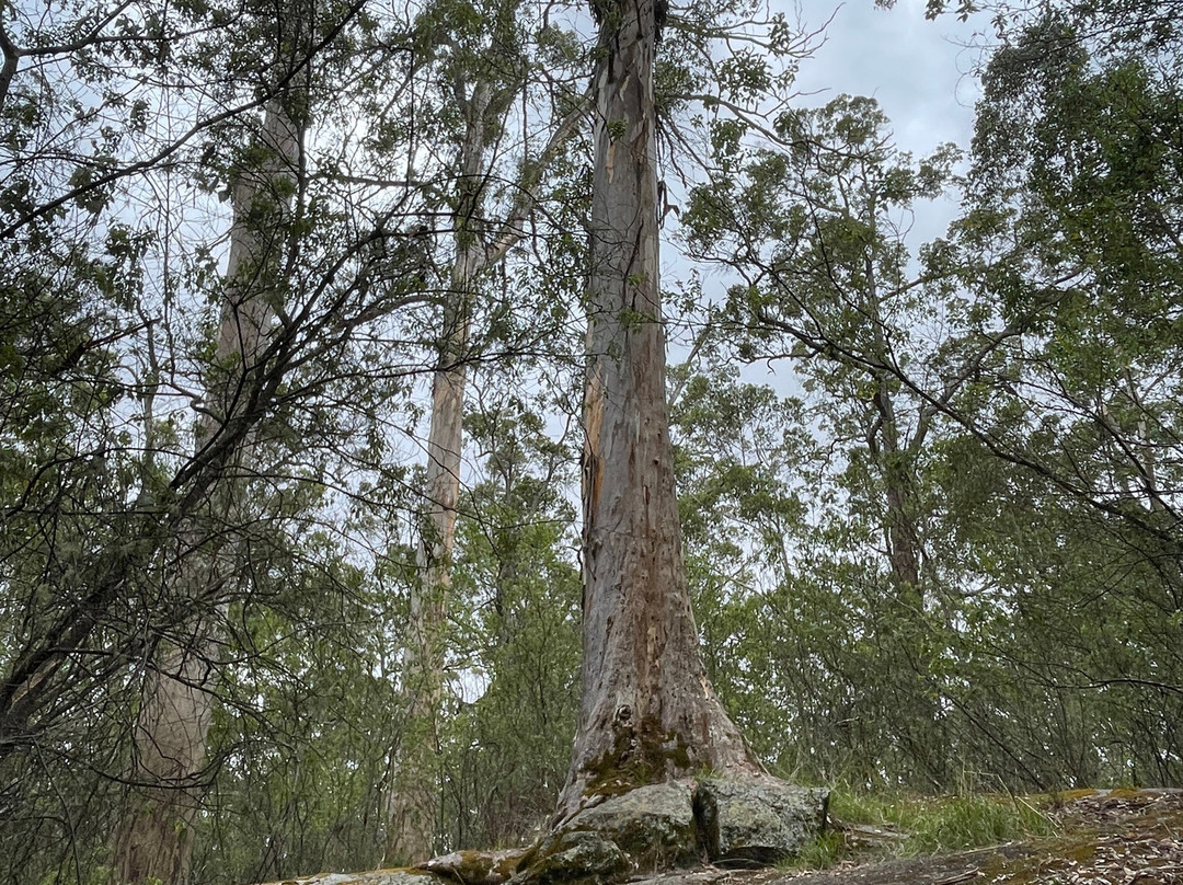 Tree In The Rock-Porongurup National Park必去景点