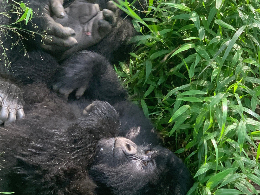 Virunga Gorilla Tours and Eco Safaris-Kisoro必去景点