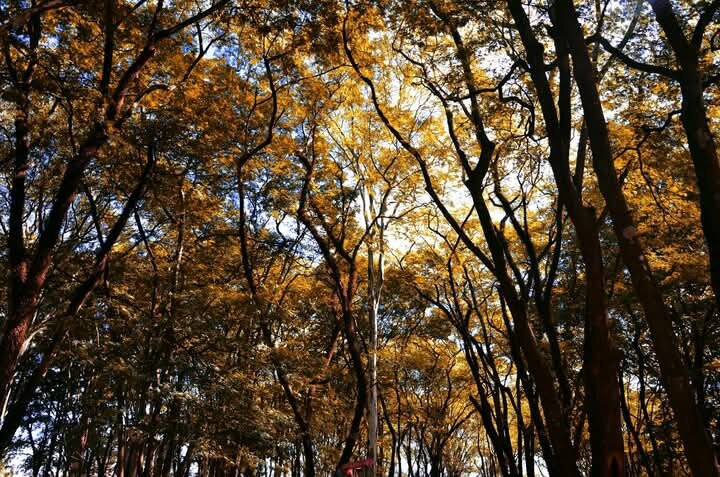 Regional Archaeological Museum of Rondonia-Presidente Medici必去景点