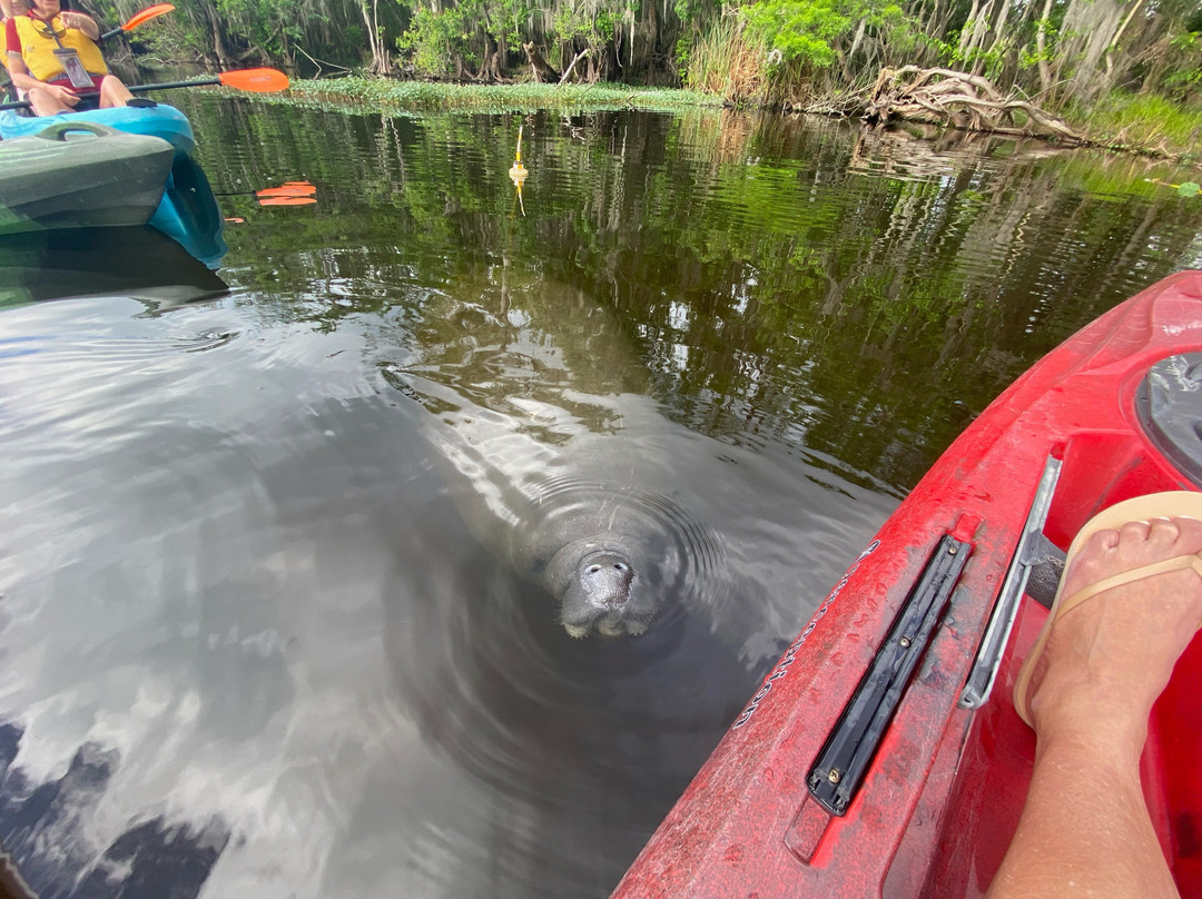Florida Manatee Adventures-克里斯特尔里弗必去景点