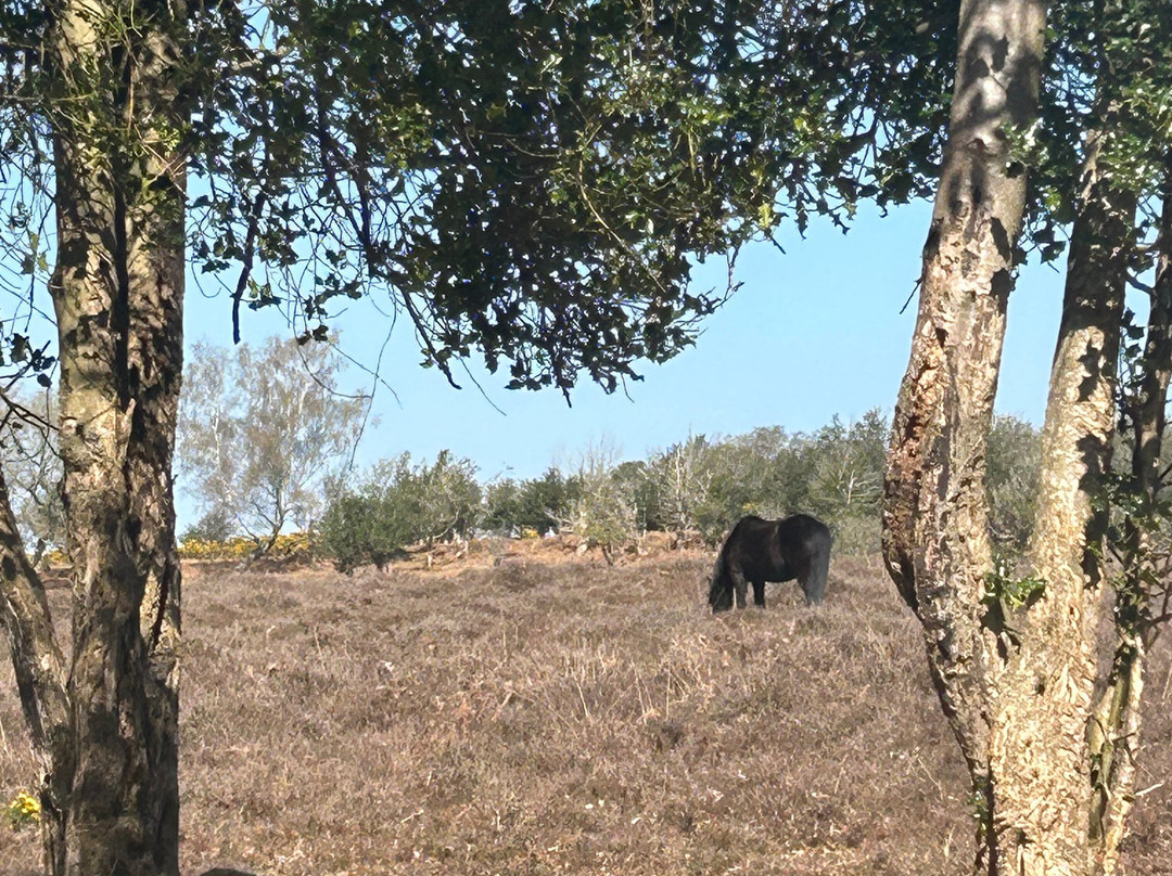 New Forest Cycling-Burley必去景点