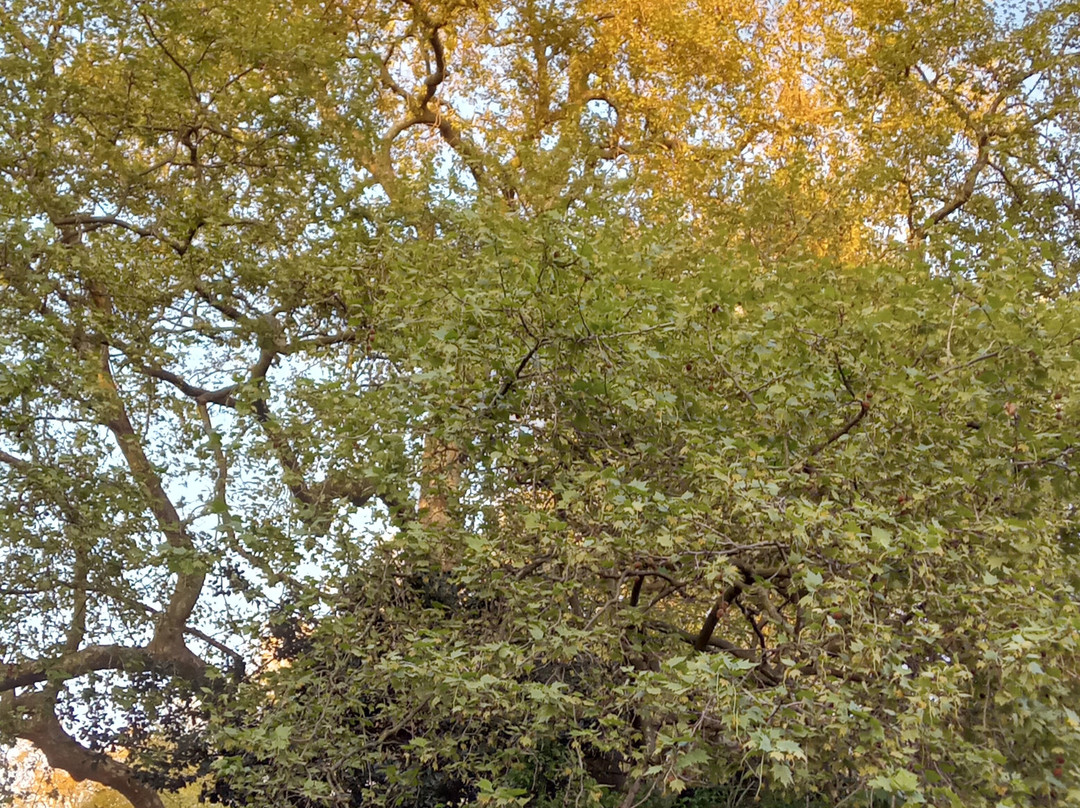 林肯因河广场-伦敦必去景点