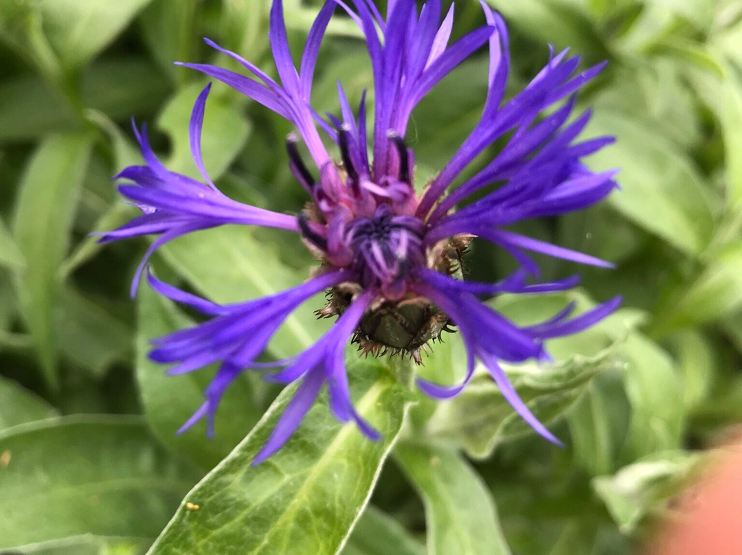 Coen Jansen Vaste Planten