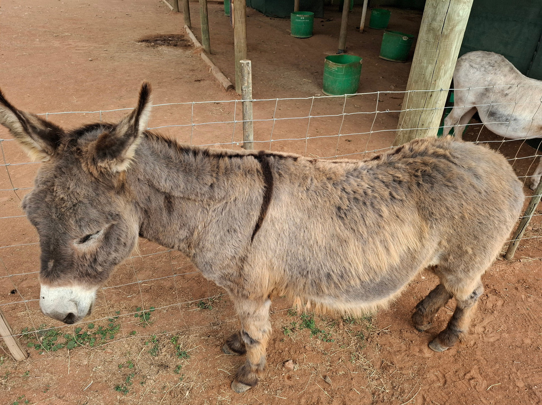 Eseltjiesrus Donkey Sanctuary-McGregor必去景点