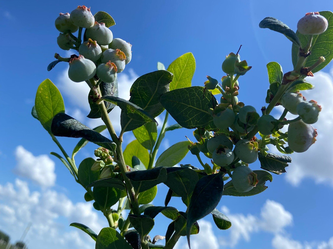 Blueberry Bunch Farm-LaBelle必去景点