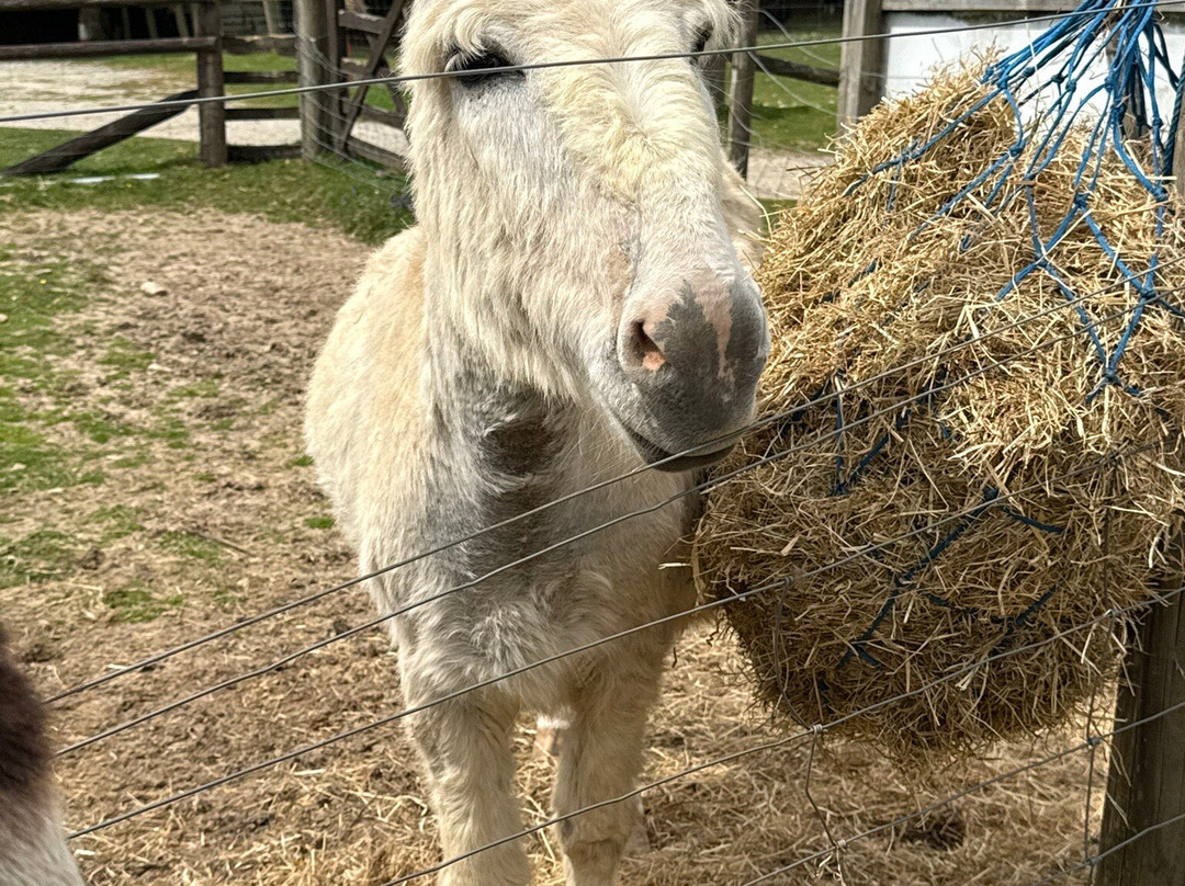 Tamar Valley Donkey Park-Gunnislake必去景点