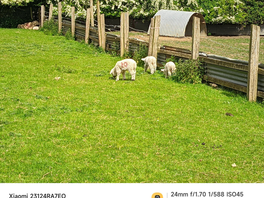 Gorse Hill City Farm景点图片