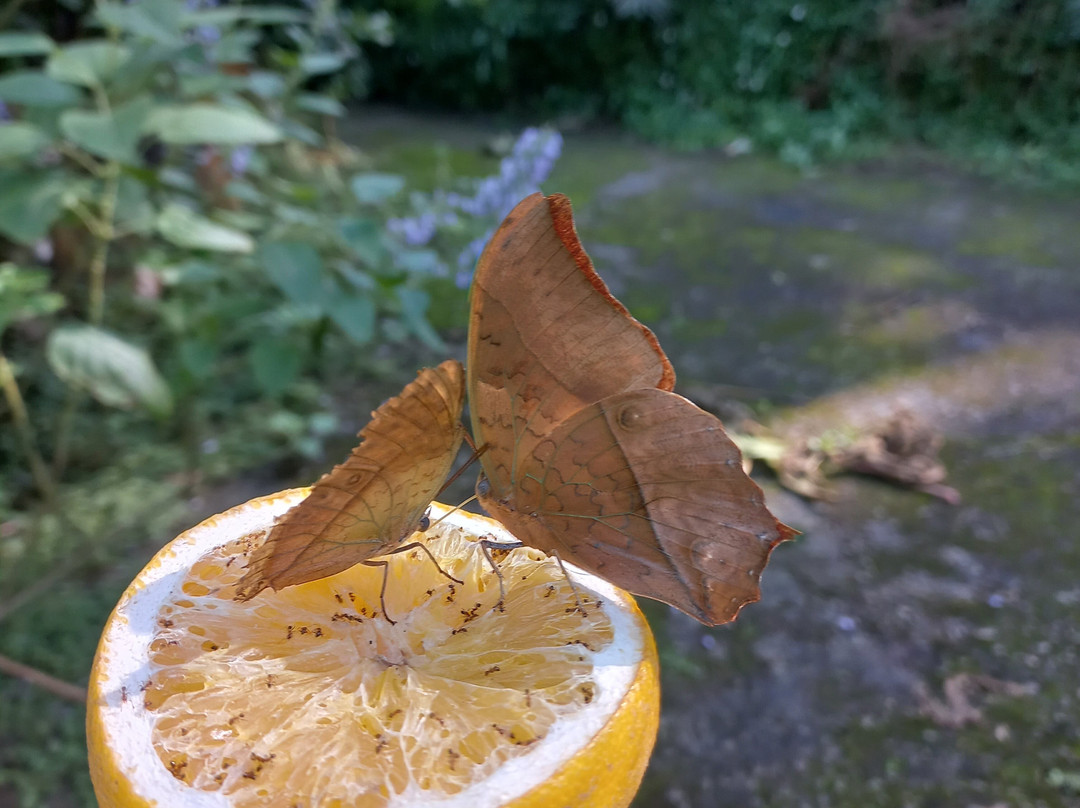 Butterfly Farm景点图片