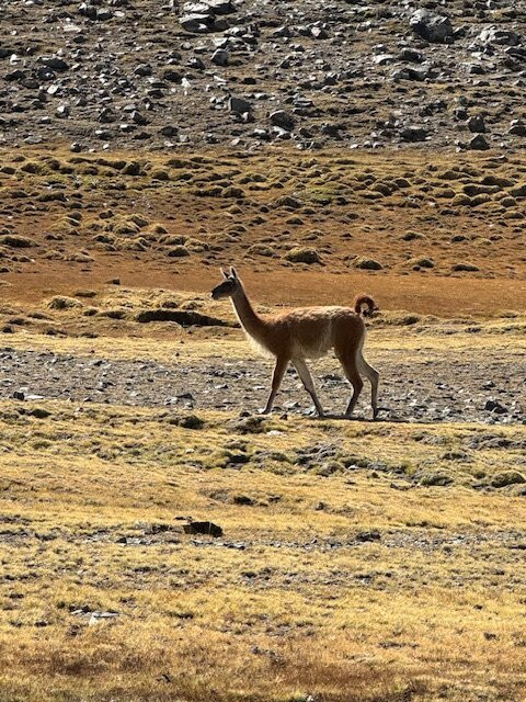Colanguil Adventure & Expeditions-路冉得库约必去景点