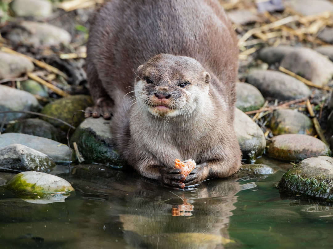 Shepreth Wildlife Park景点图片