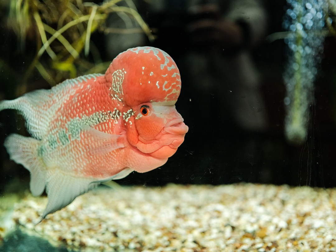 The Shark Lab-莫塞尔贝必去景点